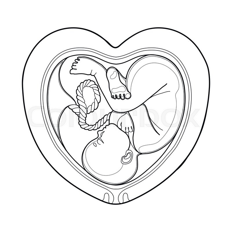 Graphic fetus inside the heart shaped womb. Vector ... 9 month pregnant body diagram 
