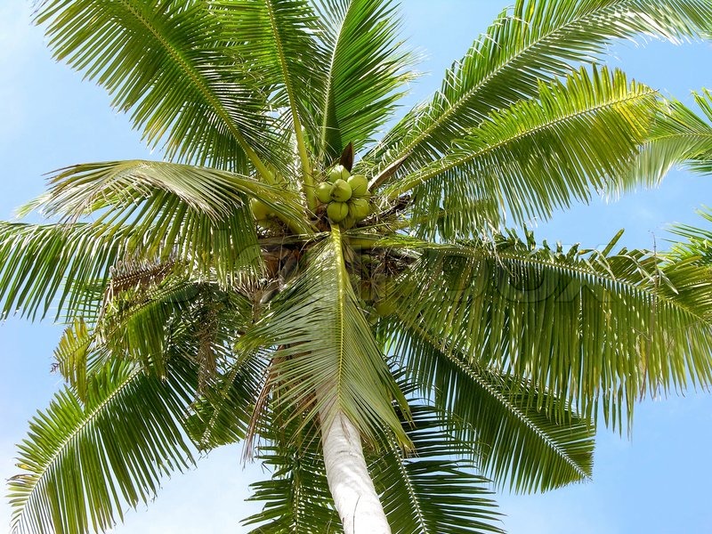 Coconut palm tree with nuts Stock image Colourbox