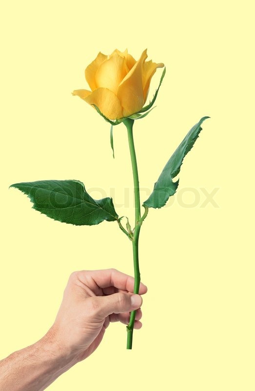 yellow rose in man s hand over yellow background stock photo