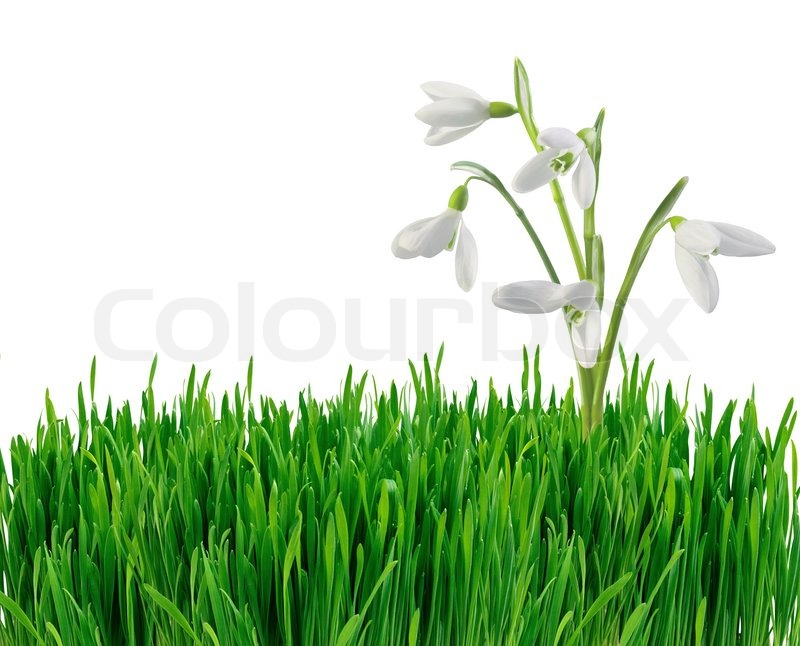 Vintergækker i grønne græs isoleret ... | Stock foto | Colourbox