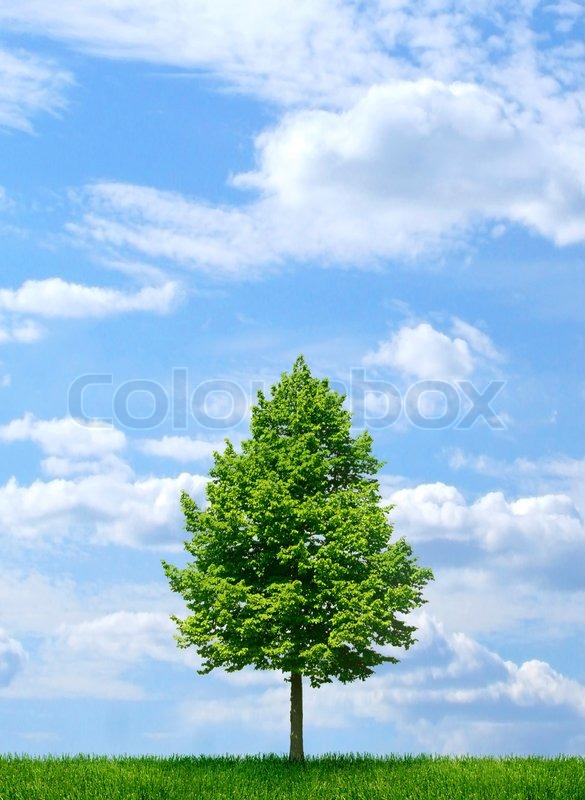Blue Sky Property Management Blue Sky Property Management