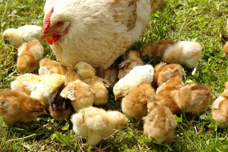 Best Chicken Food For Chicks Best Chicken Food For Chicks