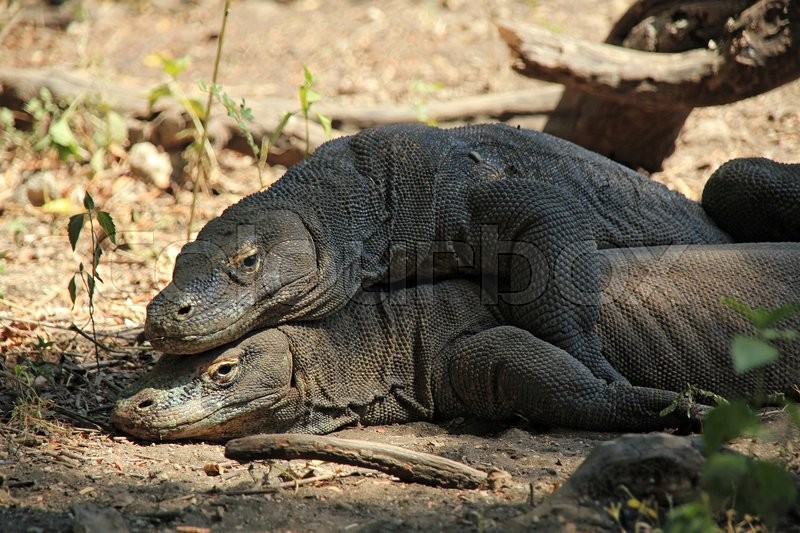 Hot Video Eпсoᴜпteг The Fascinating Mating Rituals Of Komodo Dragons