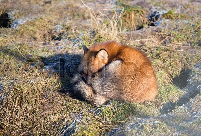 Ræv der sover i naturen | Stock foto | Colourbox