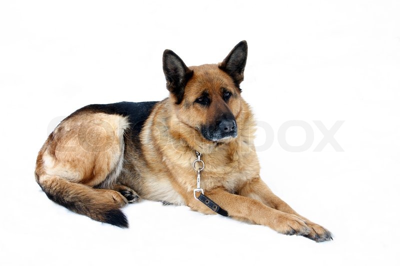 German Shepherd Dog Puppy Fur German Shepherd Dog Puppy Fur