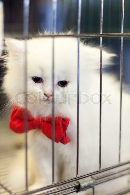 White Kitten With A Bow For Sale In Pet Stock Image Colourbox