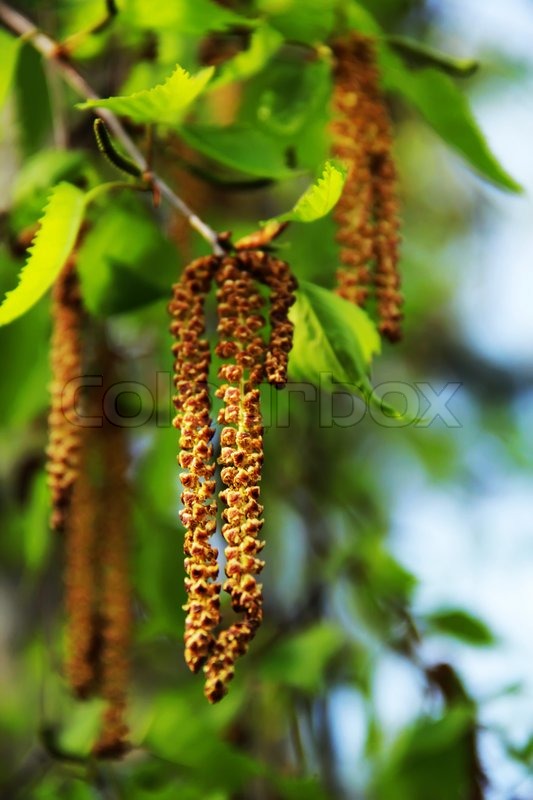 Birch tree buds, floral background, macro | Stock Photo | Colourbox