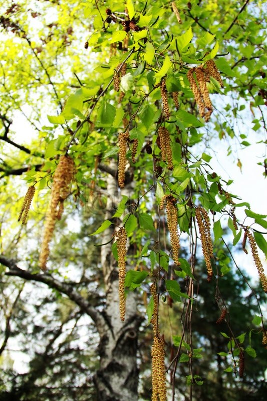 Birch tree buds, floral background | Stock Photo | Colourbox