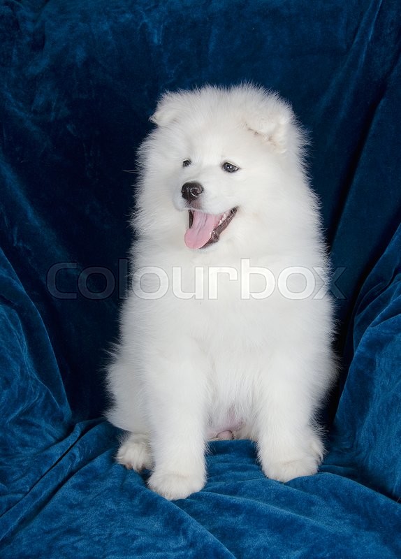 happy samoyed puppy sitting on a sofa | stock photo | colourbox