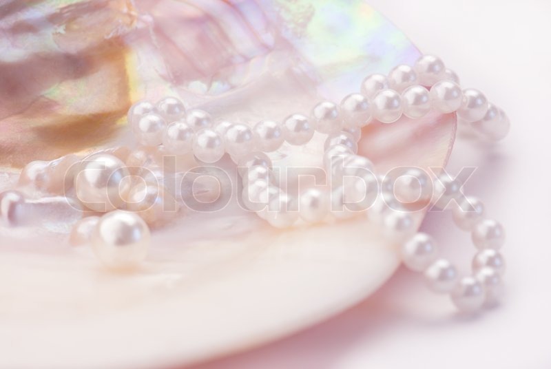 oyster shell. Pink tinted image 