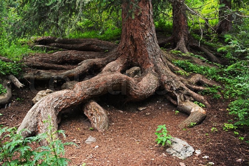 Pine tree root in summer mountain Stock image Colourbox