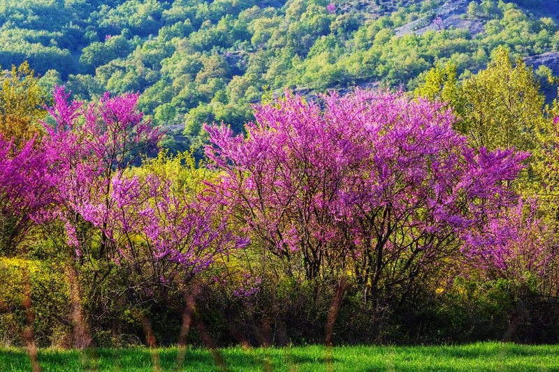 Blossoming tree in the Spring | Stock Photo | Colourbox
