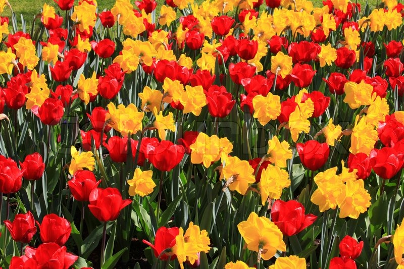 Tulpen und Narzissen Stockfoto Colourbox