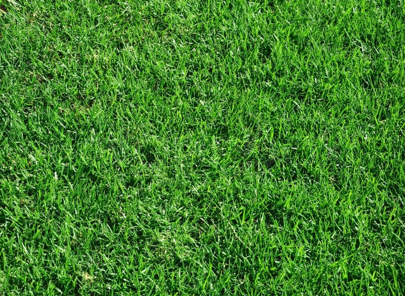 Grünen Rasen | Stock Bild | Colourbox