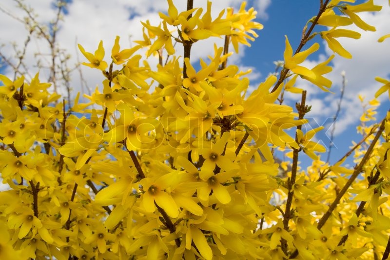 Форзиция. Forsythia Maluch. Форзиция розовая. Форзиция промежуточная Малух.