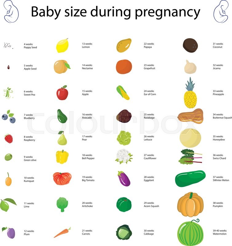 infographic about baby size during pregnancy comparing with