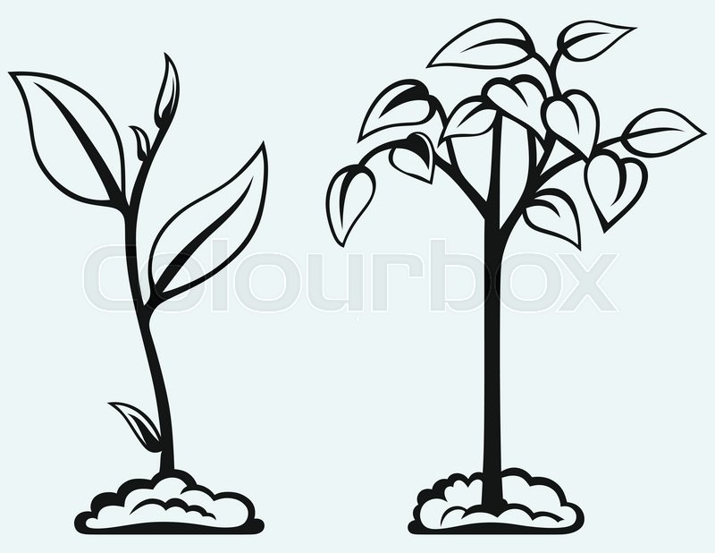 Little Tree Clipart