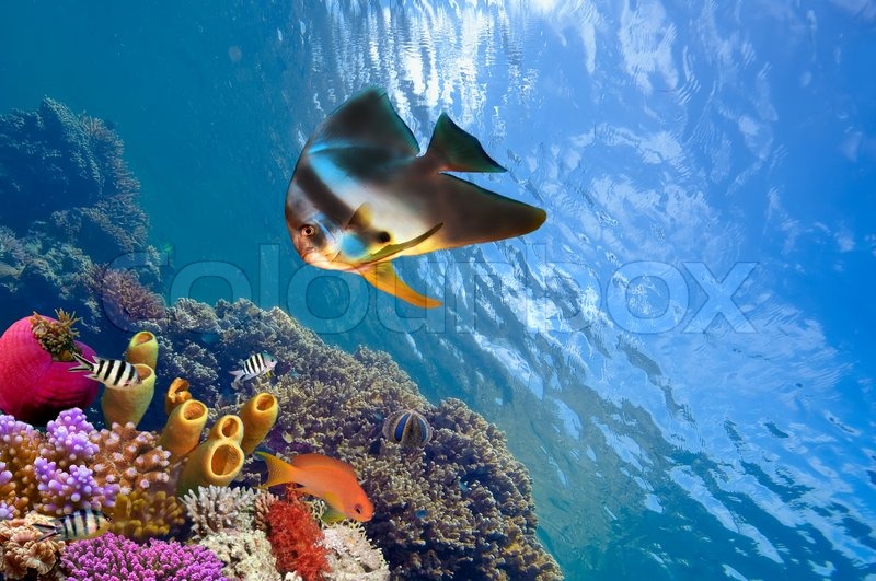 Spadefish og hav i Det Røde Hav. | Stock foto | Colourbox