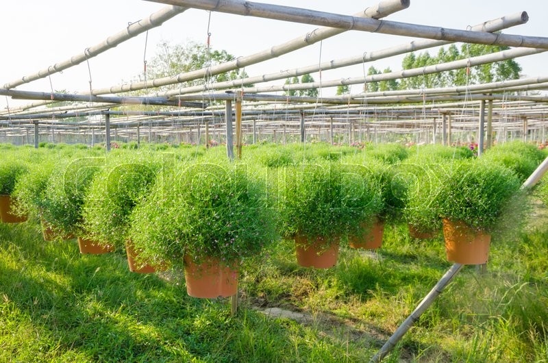 Gypsophila Flower Or Baby S Breath In Stock Image Colourbox