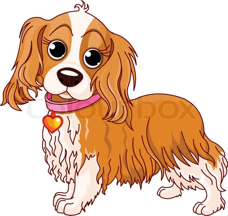 Illustration of Cavalier King Charles Spaniel | Stock Vector | Colourbox