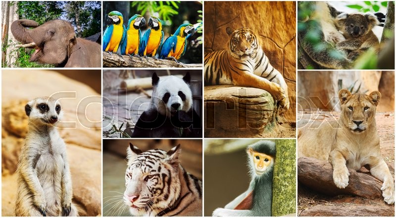 Different animals collage in the zoo | Stock image | Colourbox