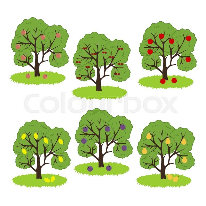Fruit Tree Icon. Apple, Pear, Cherry, | Stock vector | Colourbox