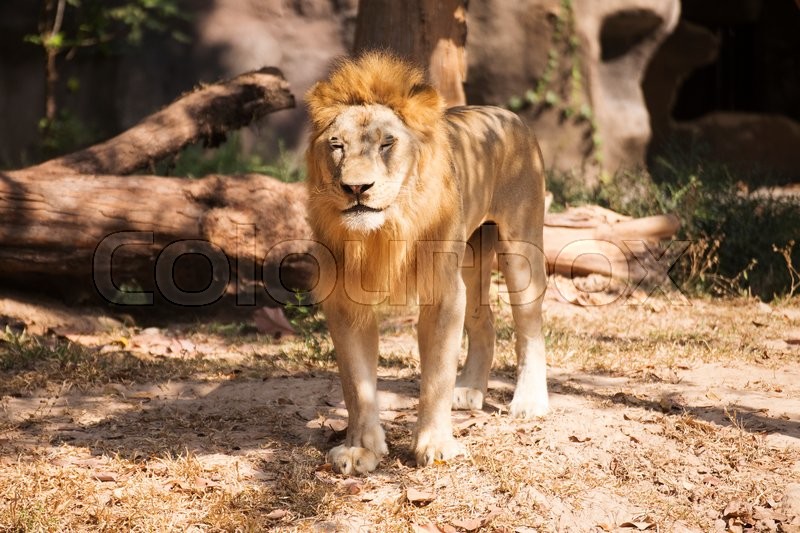 Male Lion Closed The Eyes On The Floor Stock Image Colourbox