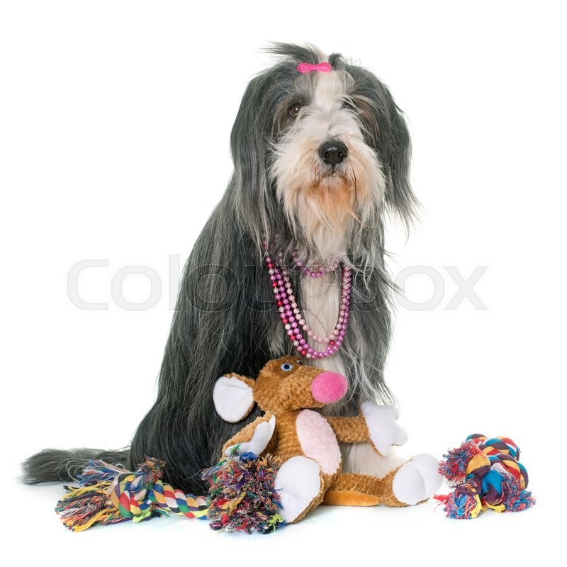bearded collie soft toy