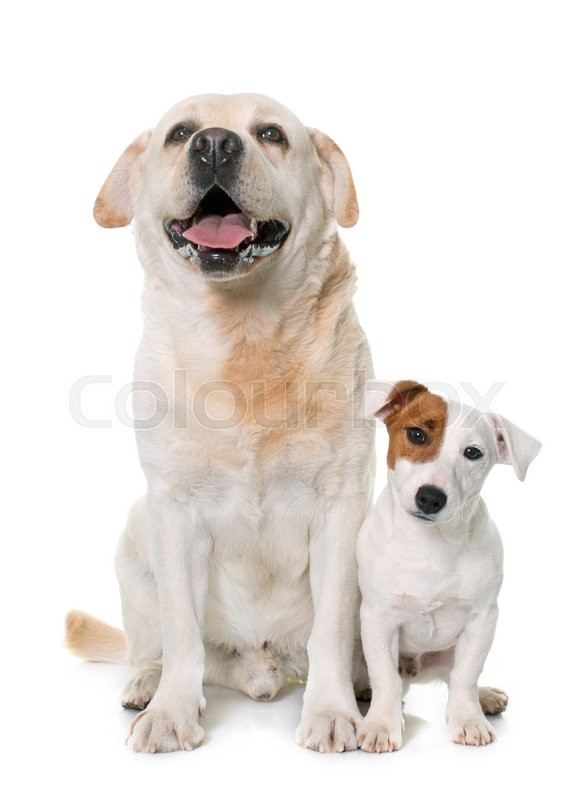 Male labrador retriever and jack russel Stock image Colourbox