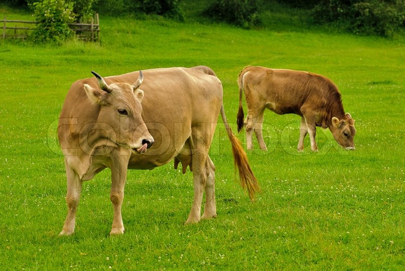 u tube adult stiff front cow lick