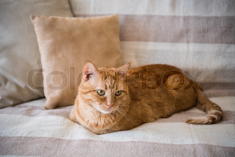cat in sofa