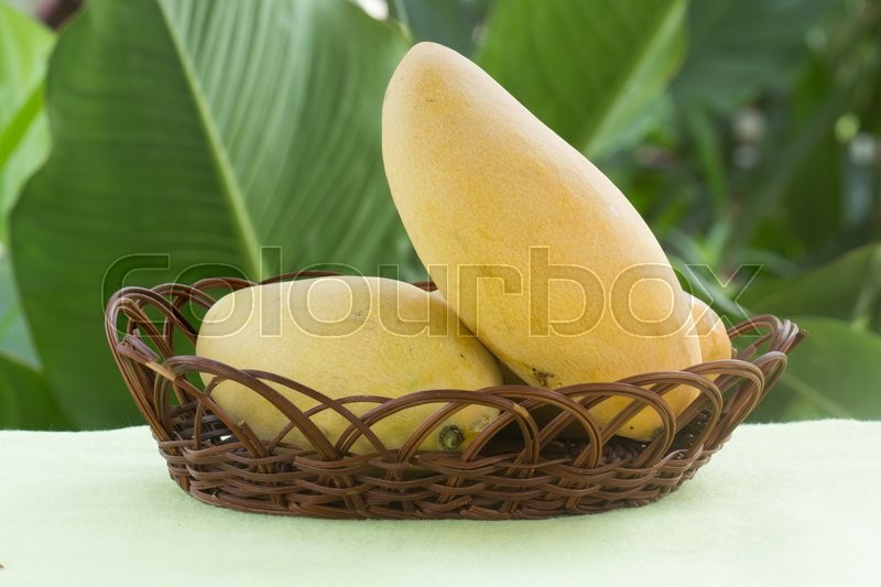 Fresh Mangoes in the basket on garden Stock image Colourbox