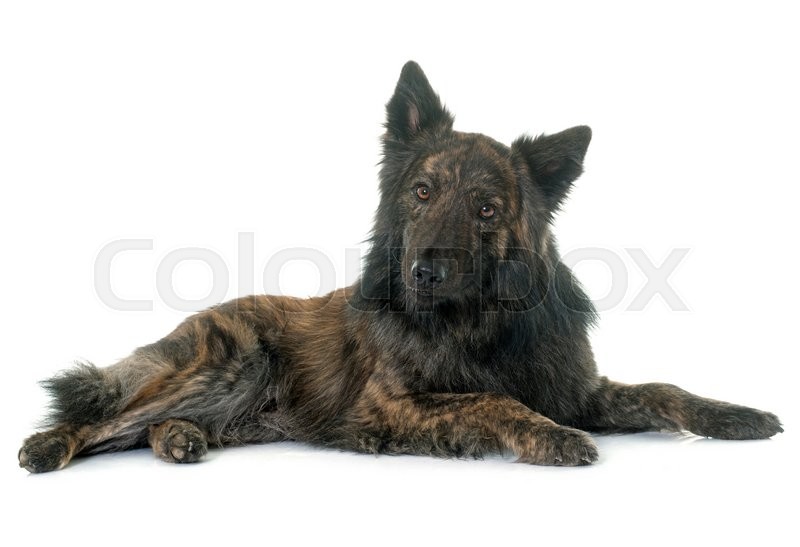 Dutch Long Haired Shepherd In Front Of Stock Image Colourbox