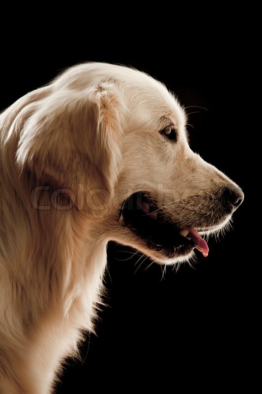Head of Golden Retriever isolated on black Stock Photo Colourbox