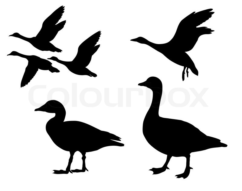 vector silhouette geese on white background stock vector colourbox