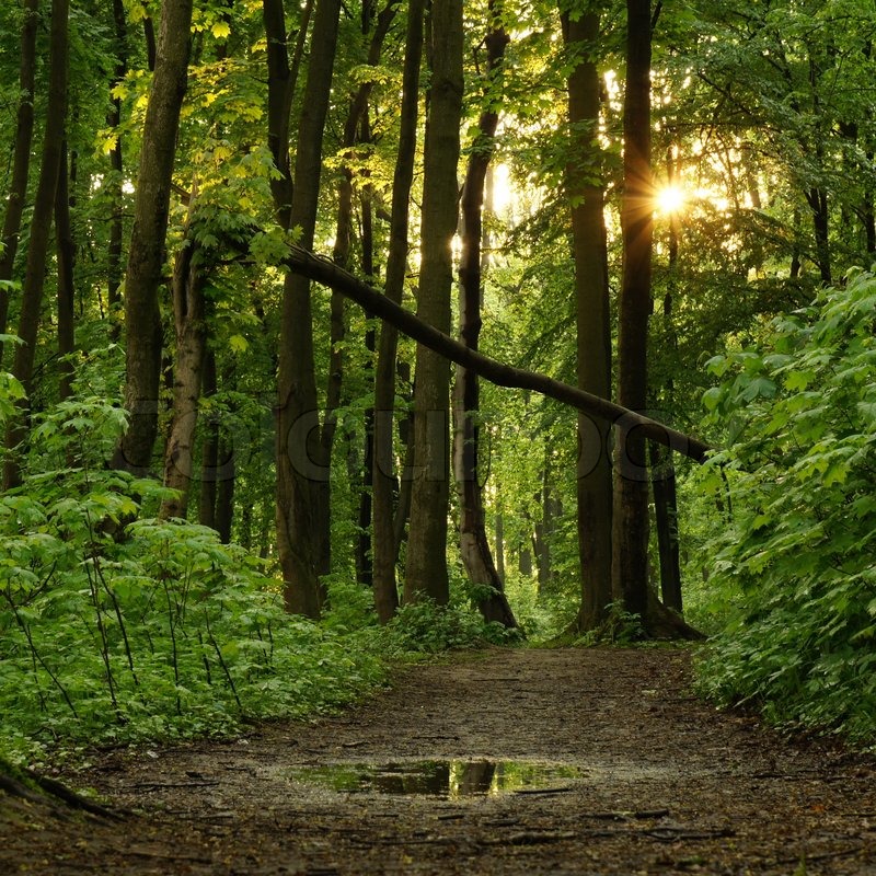 Evening in the forest after a spring rain | Stock Photo | Colourbox
