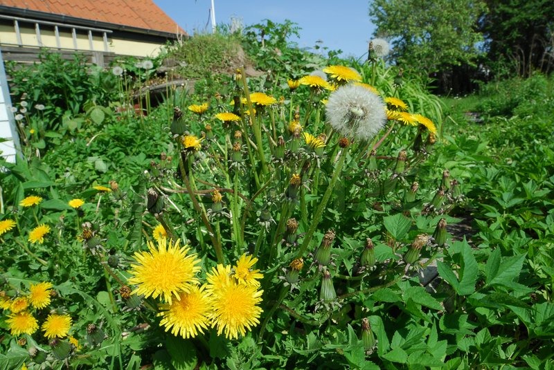 Weeds in an overgrown garden Stock Photo Colourbox