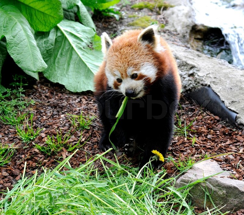 Rød panda | Stock foto | Colourbox