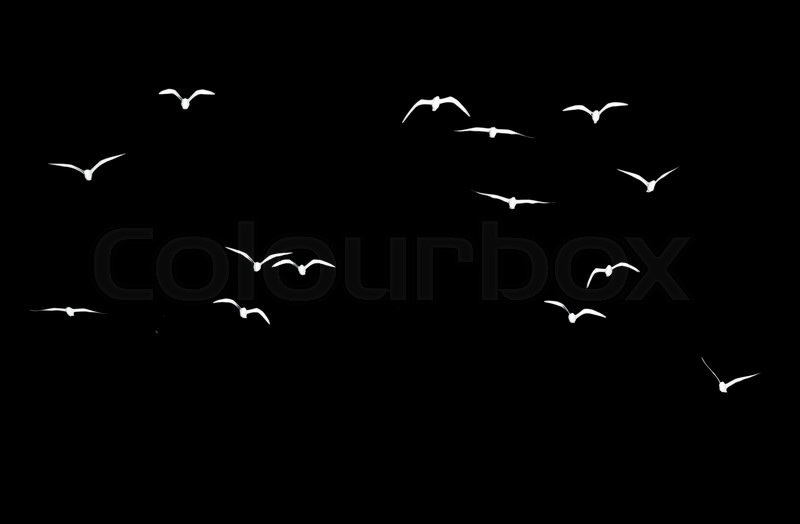 Black And White Background Birds