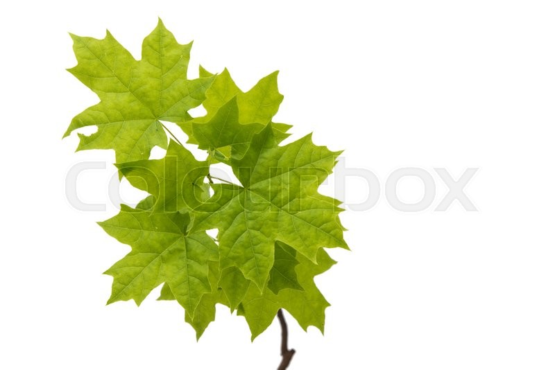 Weiß, im freien, blätter | Stockfoto | Colourbox