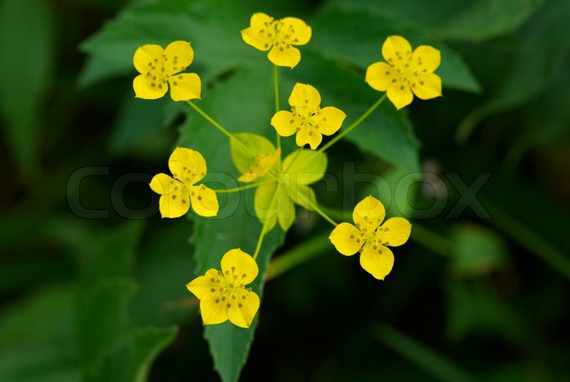 small yellow flowers