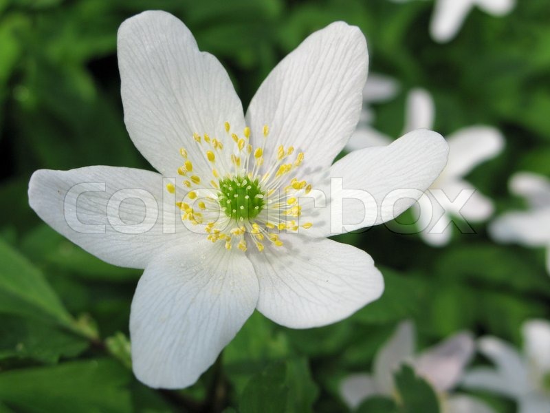 Wood anemone anemone nemerosa in detail with flower and leaves