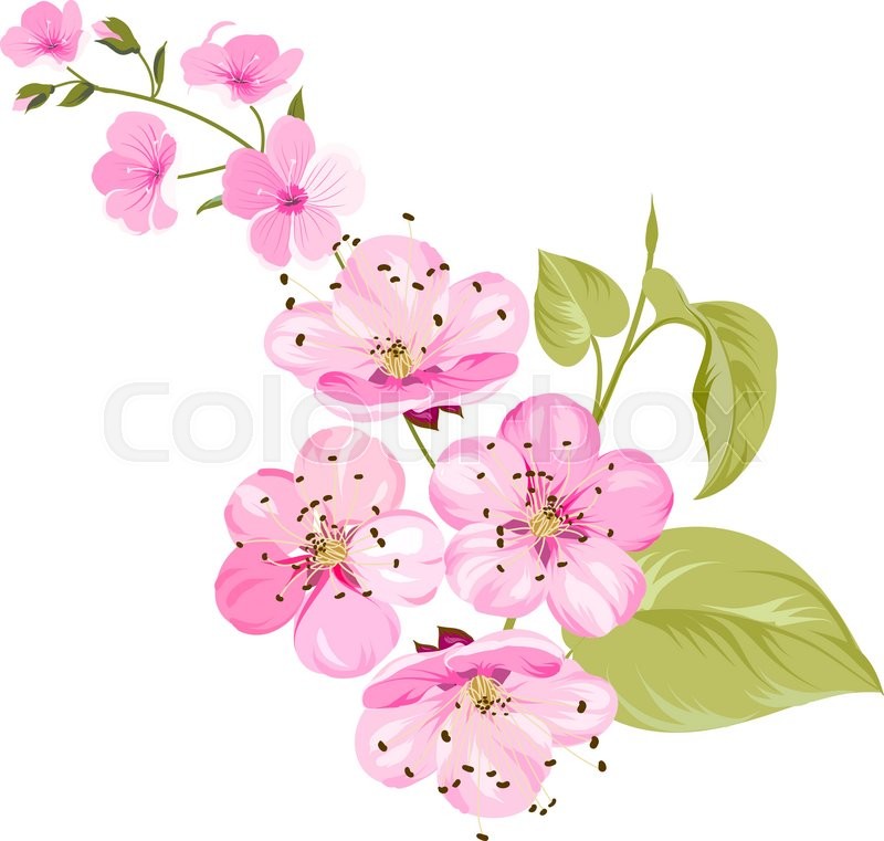 pink cherry blossom flower branch