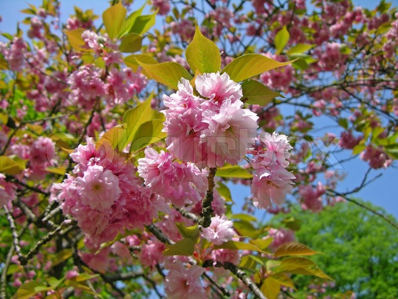 pink sakura flowering cherry blossom stock photo pink sakura flowering cherry blossom stock photo