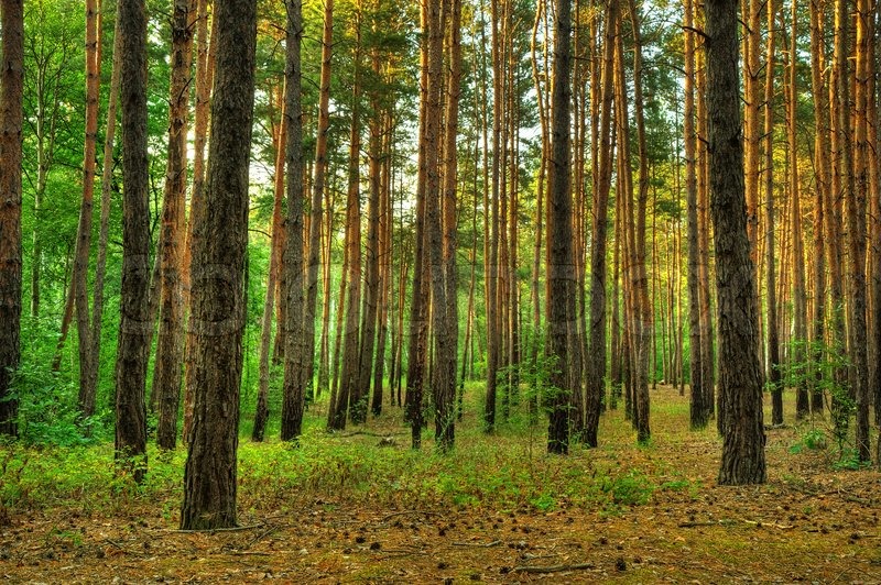 Property Prices In The New Forest Property Prices In The New Forest