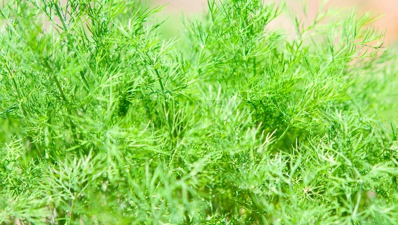 Dill im Garten Stock Bild Colourbox
