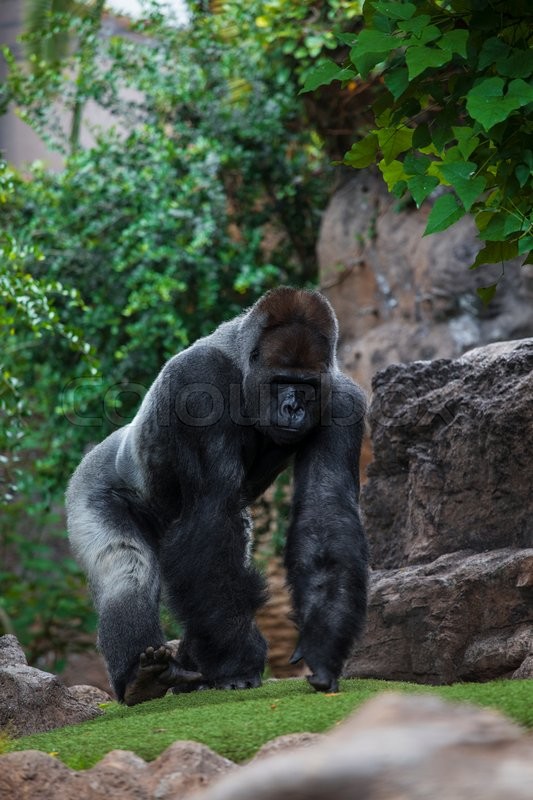 portrait of big black gorilla male at the zoo on brown green
