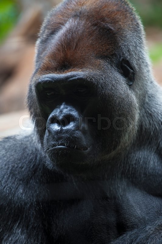 portrait of big black gorilla male at the zoo on brown green
