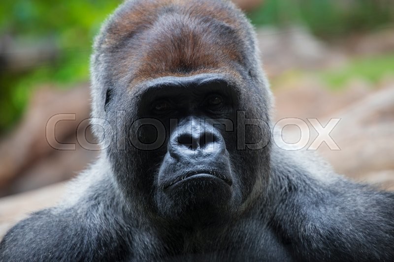 portrait of big black gorilla male at the zoo on brown green