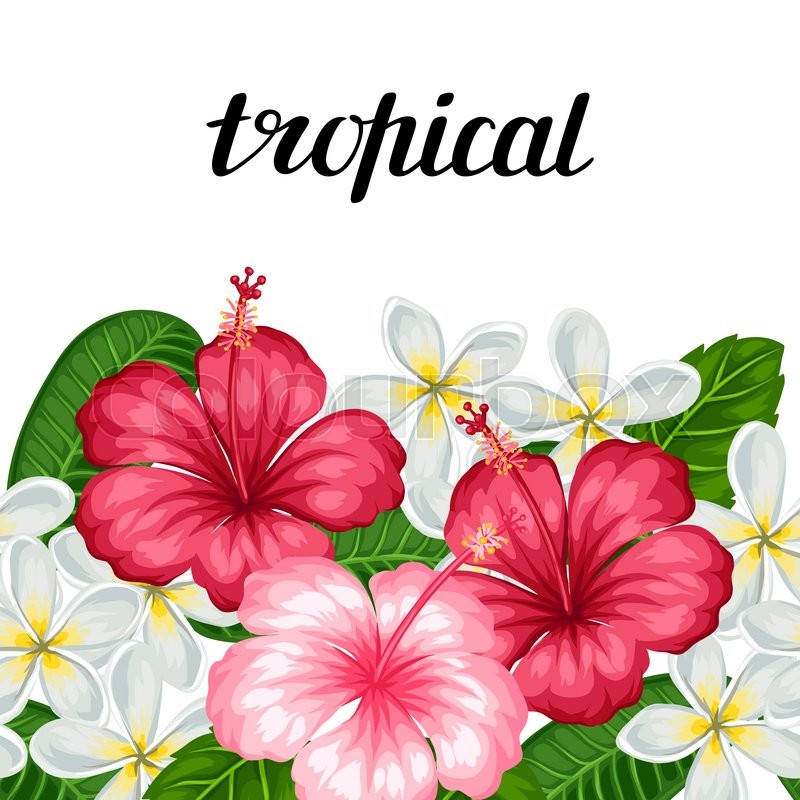 plumeria border clip art